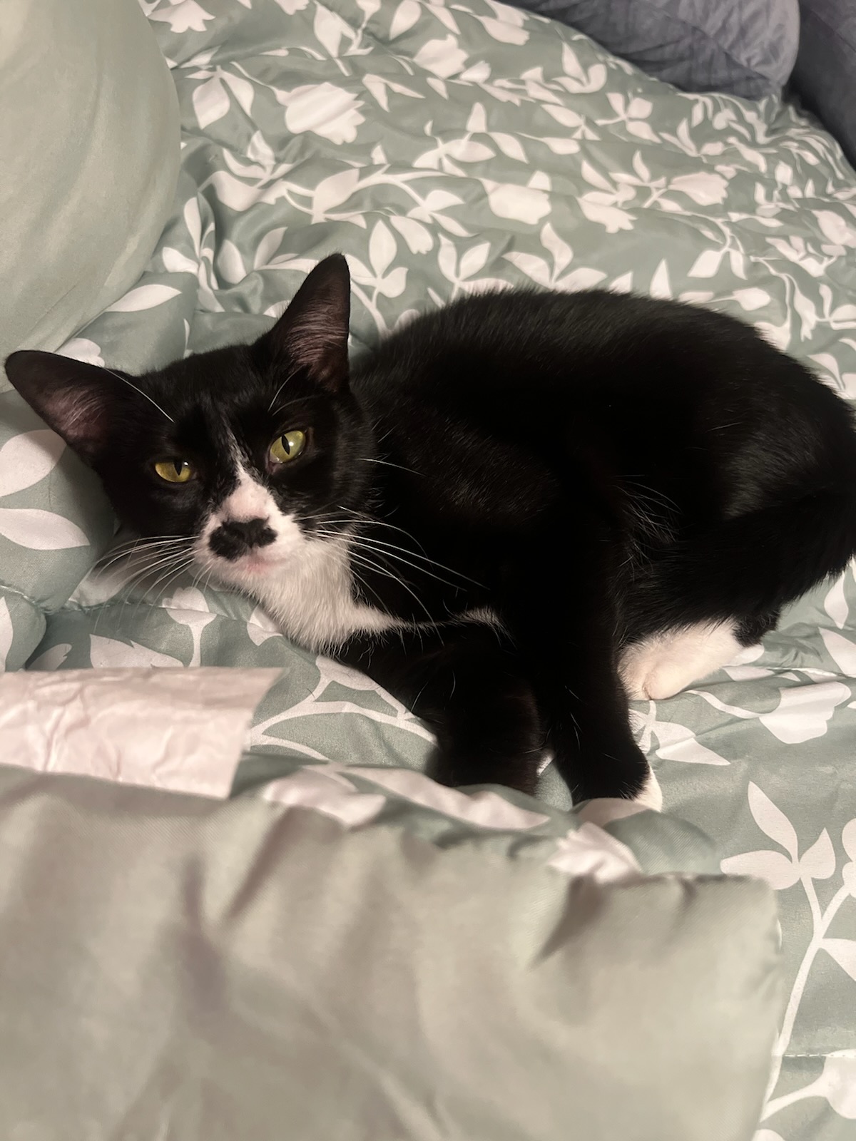 Lucy-(AP Fostered in TN), a Adoptable Tuxedo in Brooklyn, CT image 1/5