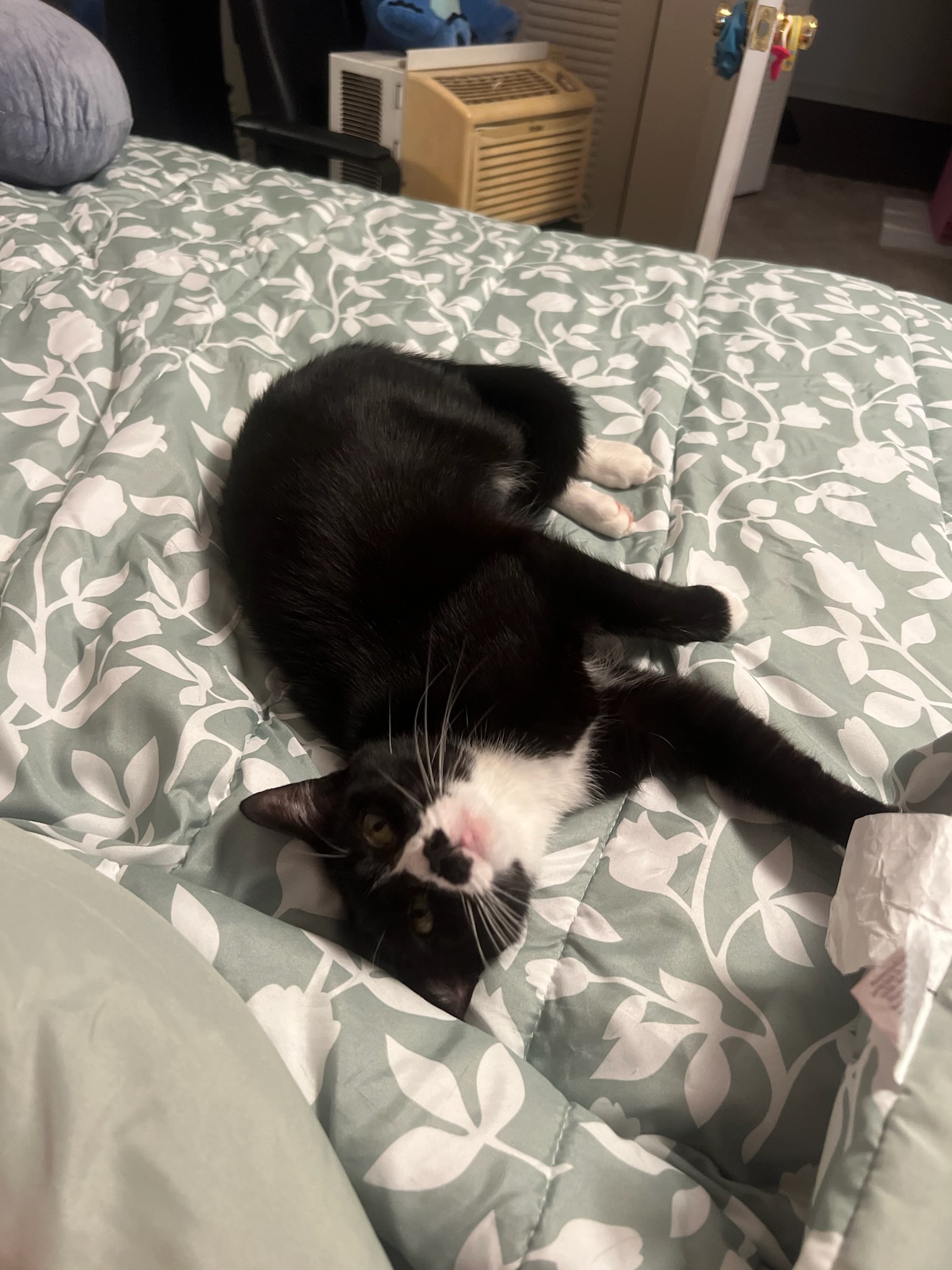 Lucy-(AP Fostered in TN), a Adoptable Tuxedo in Brooklyn, CT image 4/5