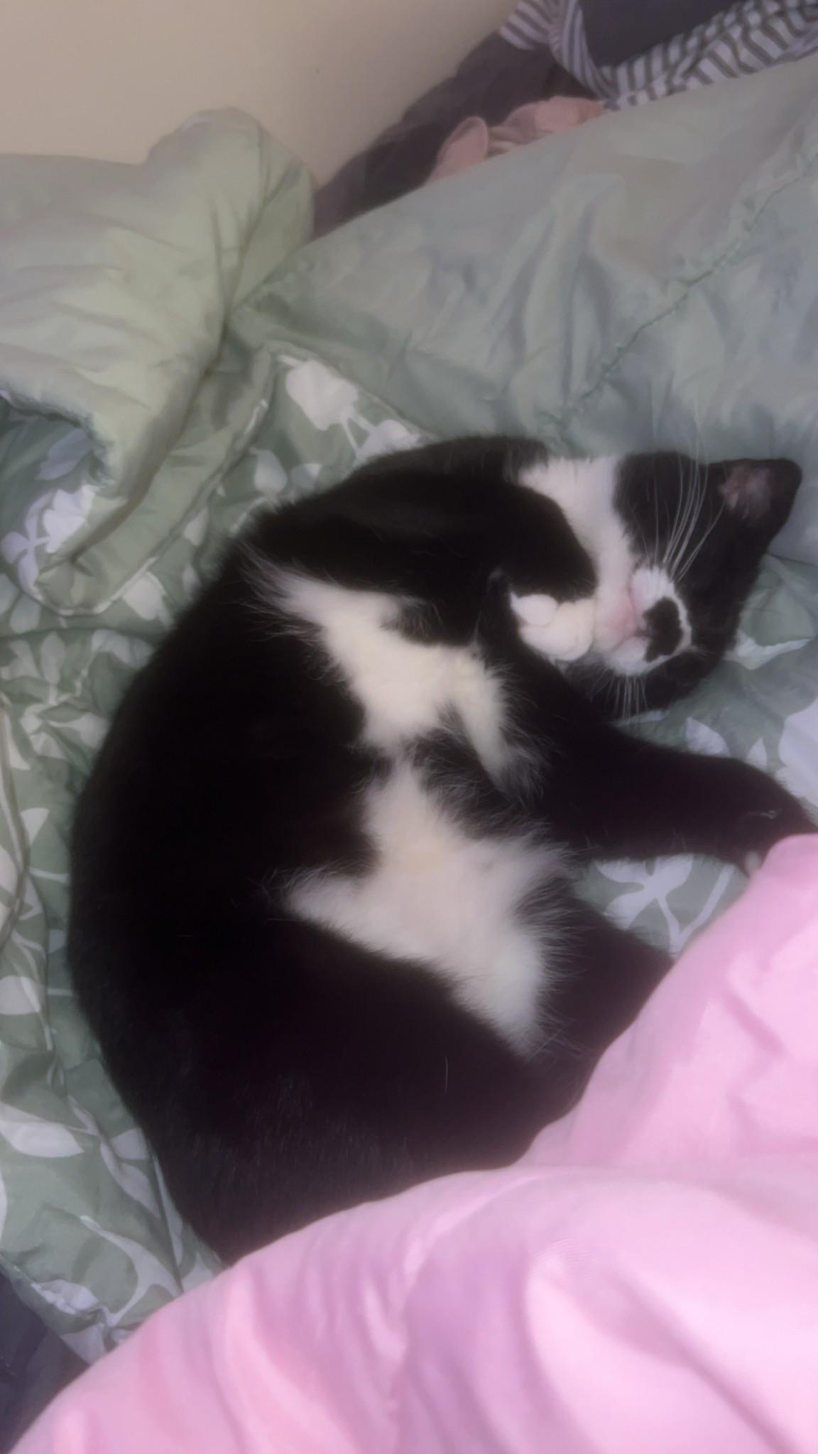 Lucy-(AP Fostered in TN), an adoptable Tuxedo in Brooklyn, CT, 06234 | Photo Image 2