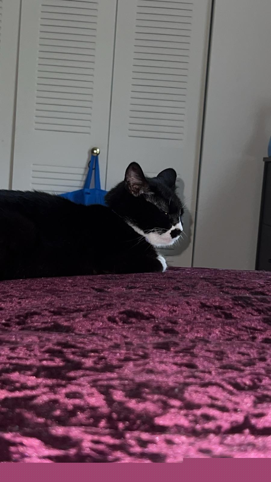 Lucy-(AP Fostered in TN), a Adoptable Tuxedo in Brooklyn, CT image 5/5