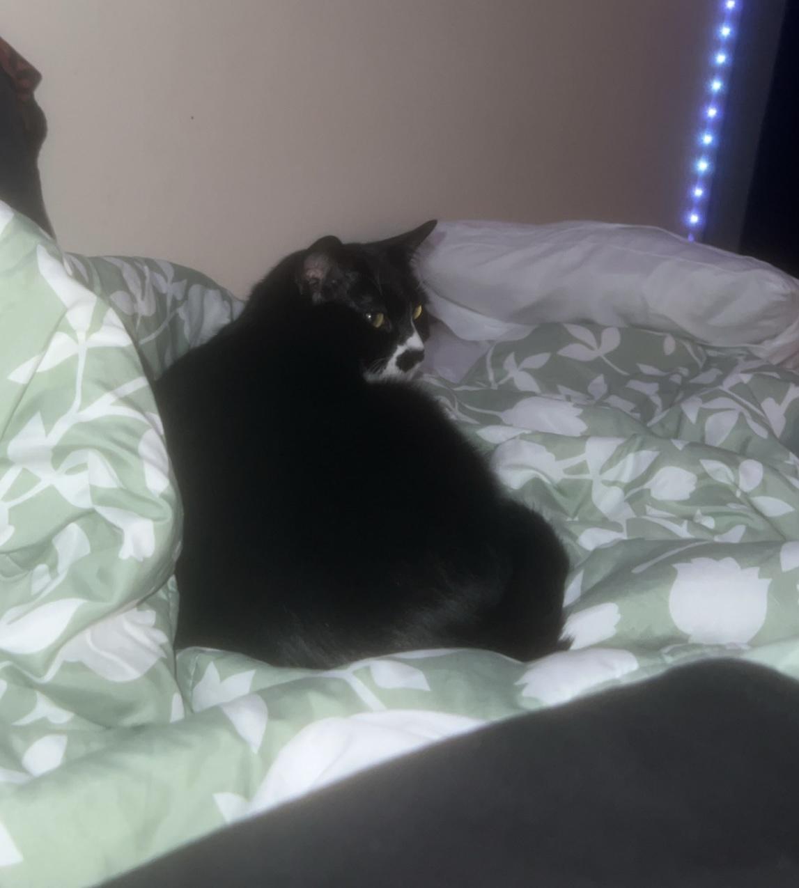 Lucy-(AP Fostered in TN), an adoptable Tuxedo in Brooklyn, CT, 06234 | Photo Image 3