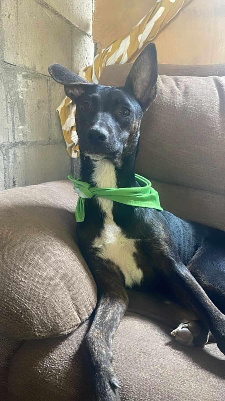 Leo, a Adopted mixed breed in Placentia, CA image 1/2