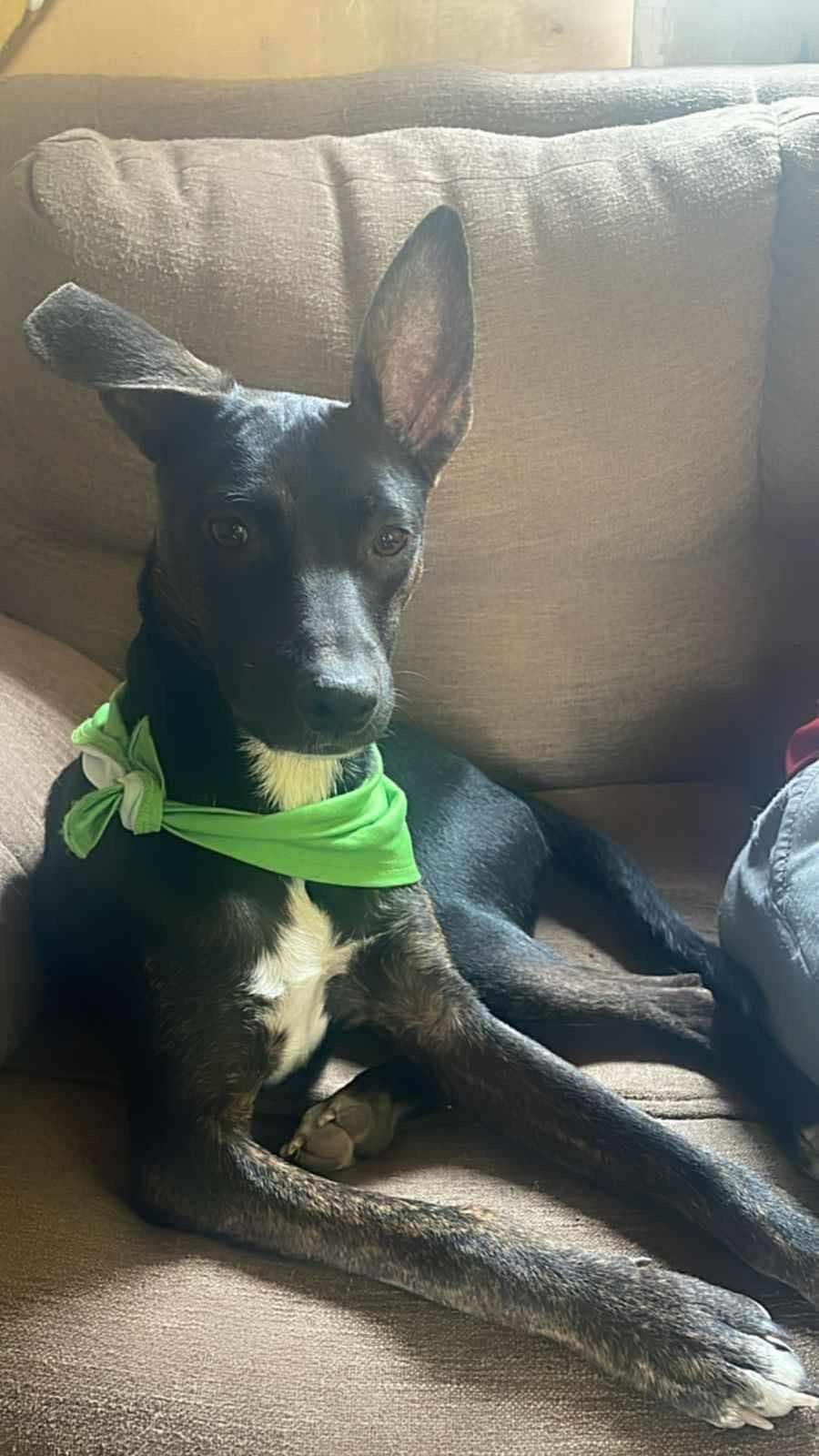 Leo, a Adopted mixed breed in Placentia, CA image 2/2