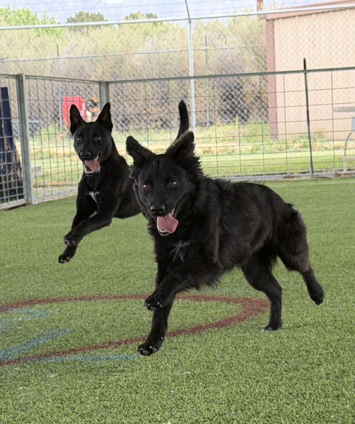 Enlarge Ross, a Adoptable mixed breed in El Paso, TX image 5/6