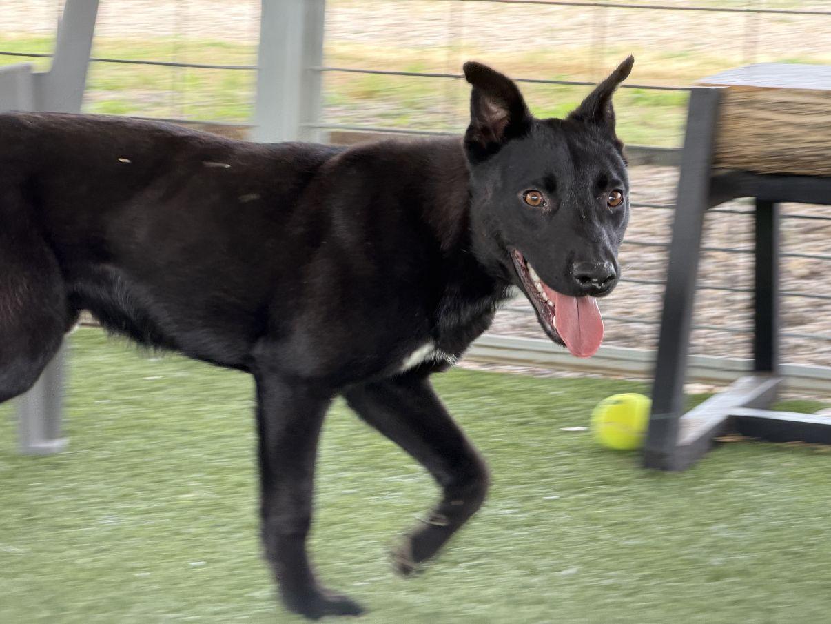Enlarge Ross, a Adoptable mixed breed in El Paso, TX image 1/6