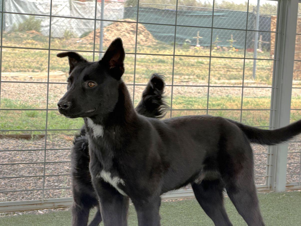 Enlarge Ross, a Adoptable mixed breed in El Paso, TX image 4/6