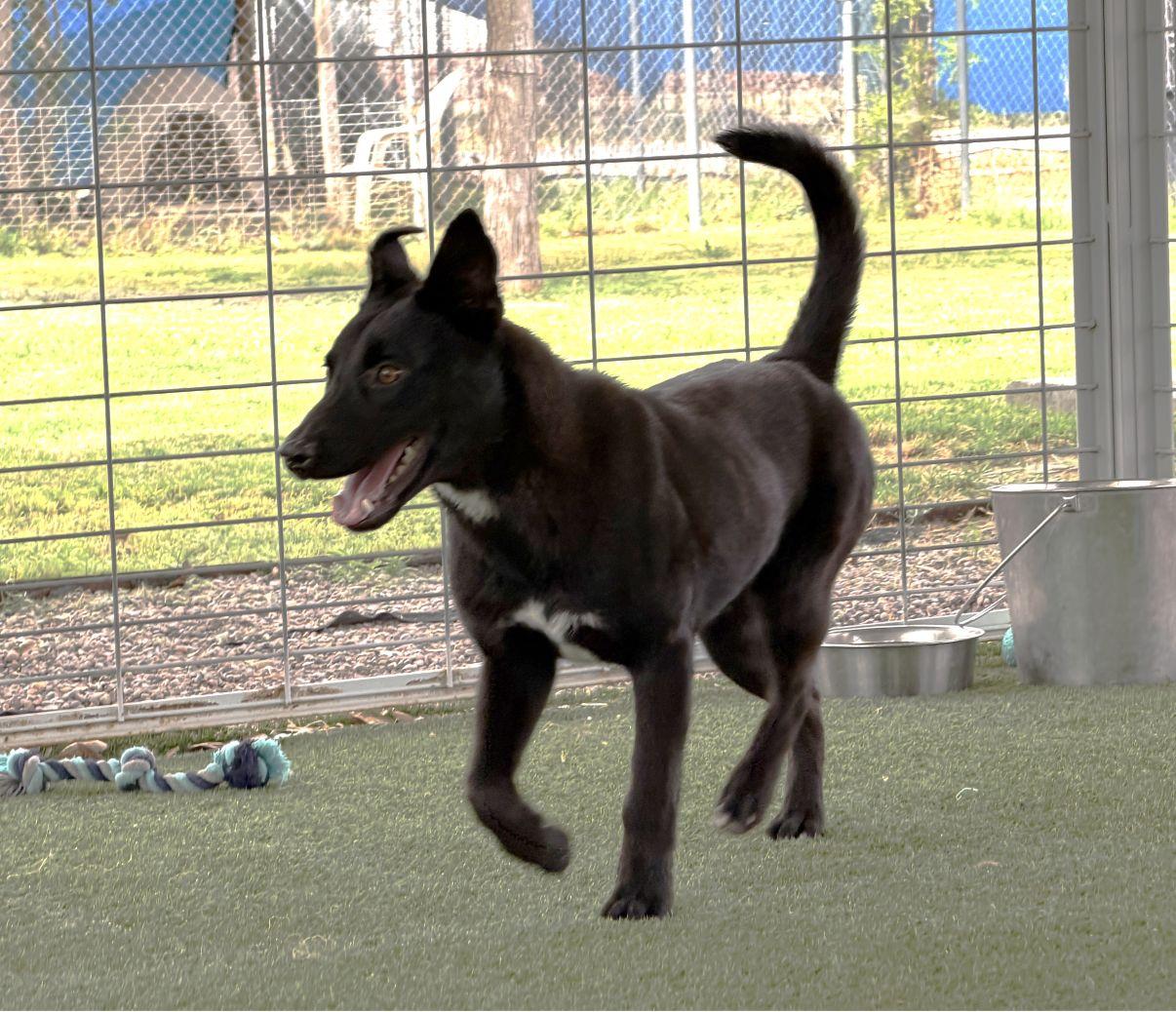 Enlarge Ross, a Adoptable mixed breed in El Paso, TX image 3/6