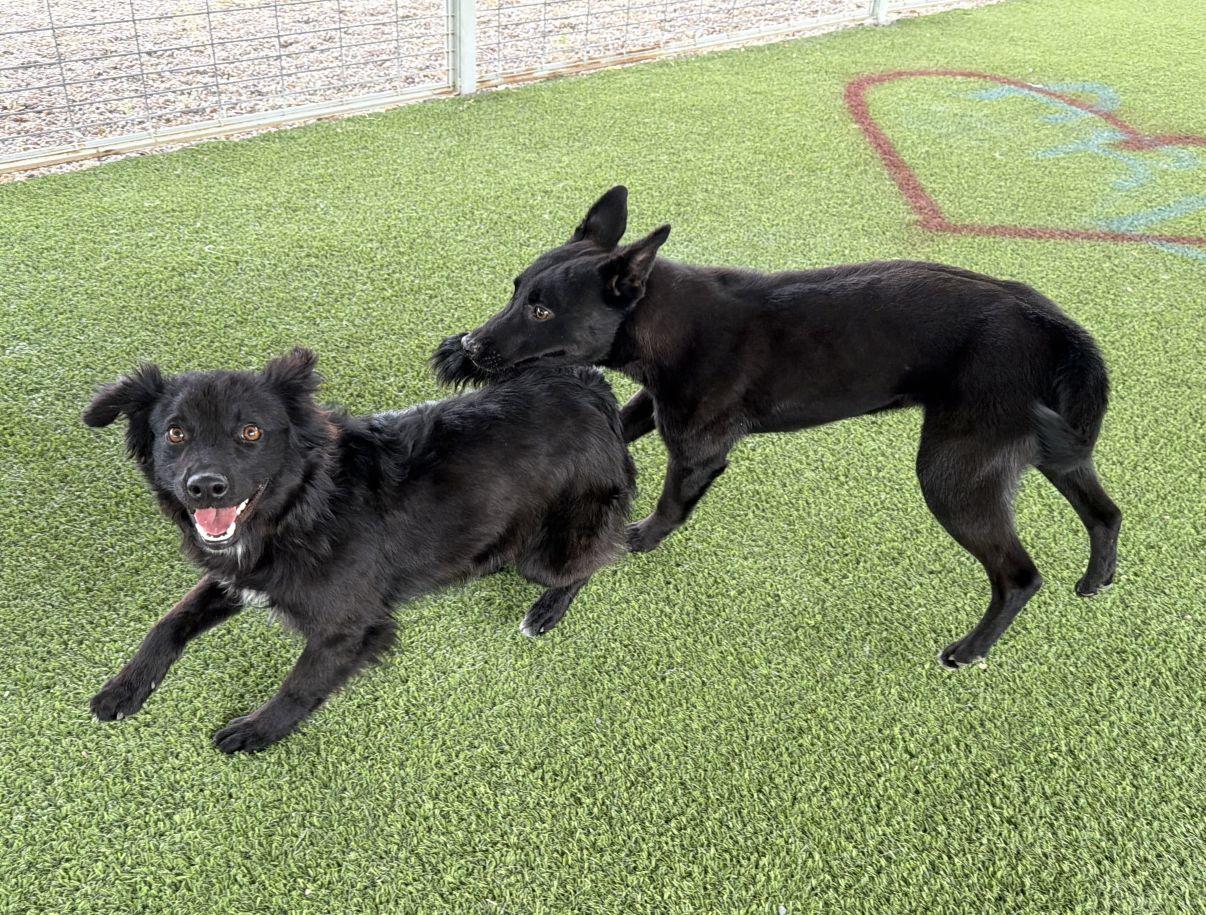 Enlarge Ross, a Adoptable mixed breed in El Paso, TX image 6/6
