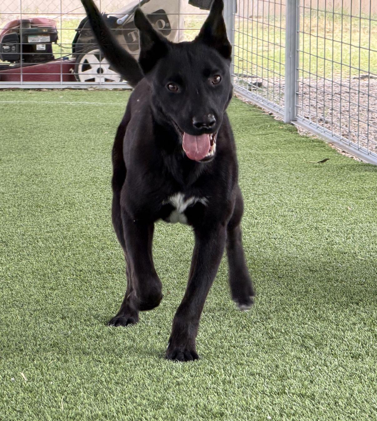 Enlarge Ross, a Adoptable mixed breed in El Paso, TX image 2/6
