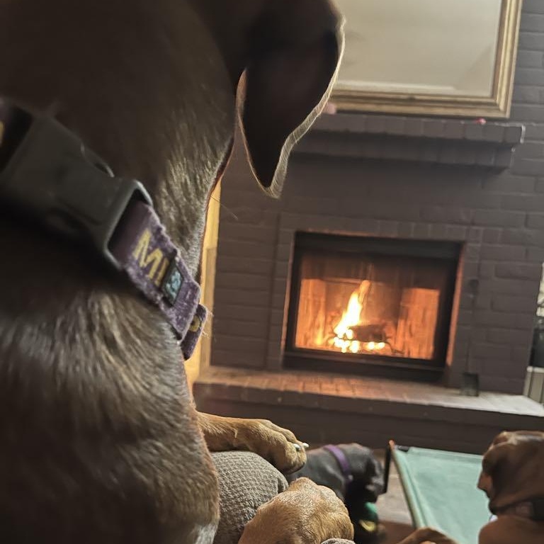 Vicky Dee a Dobie Girl, a Adopted Doberman Pinscher in Dublin, OH image 4/4