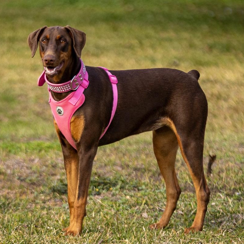 Vicky Dee a Dobie Girl, a Adopted Doberman Pinscher in Dublin, OH image 1/4