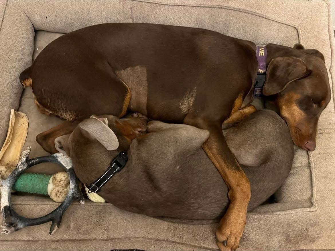 Vicky Dee a Dobie Girl, a Adopted Doberman Pinscher in Dublin, OH image 3/4