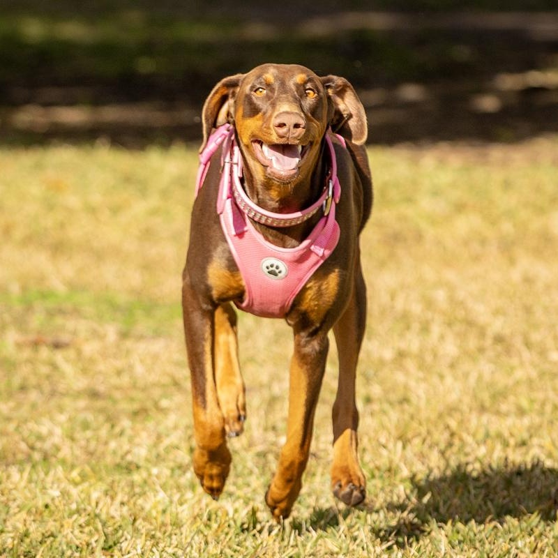 Vicky Dee a Dobie Girl, a Adopted Doberman Pinscher in Dublin, OH image 2/4