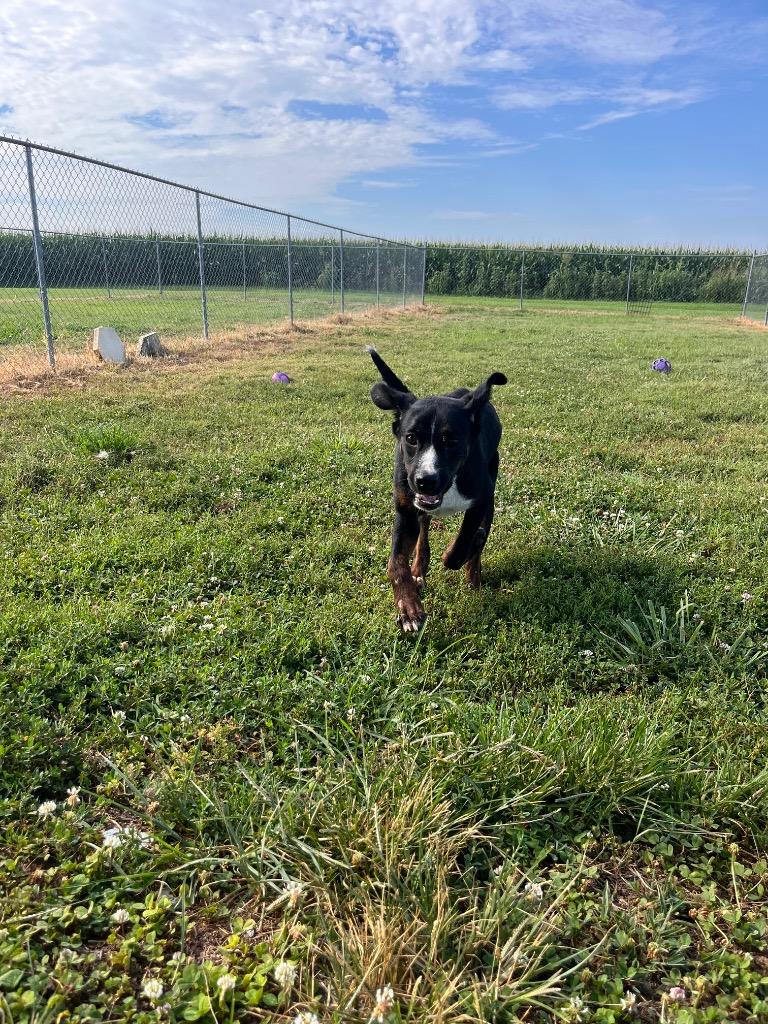 Enlarge Beau, a Adoptable mixed breed in Hopkinsville, KY image 1/5