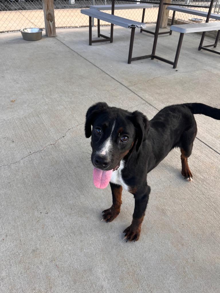 Enlarge Beau, a Adoptable mixed breed in Hopkinsville, KY image 2/5