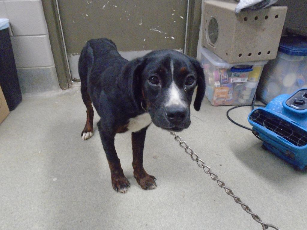 Enlarge Beau, a Adoptable mixed breed in Hopkinsville, KY image 3/5