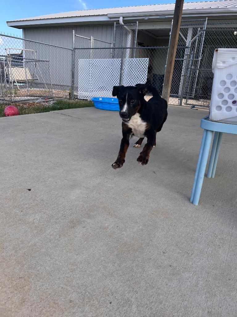 Enlarge Beau, a Adoptable mixed breed in Hopkinsville, KY image 4/5