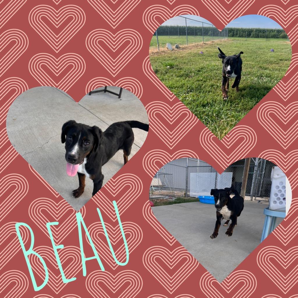 Enlarge Beau, a Adoptable mixed breed in Hopkinsville, KY image 5/5