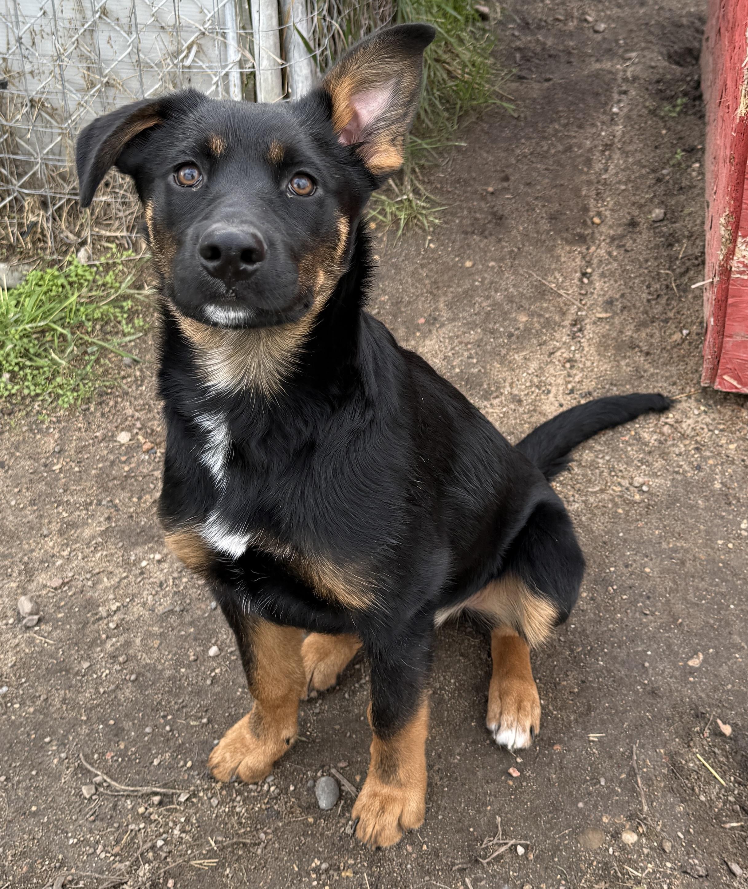 Ivy, an adoptable Shepherd in Meadow Lake, SK, S9X 1Y7 | Photo Image 2