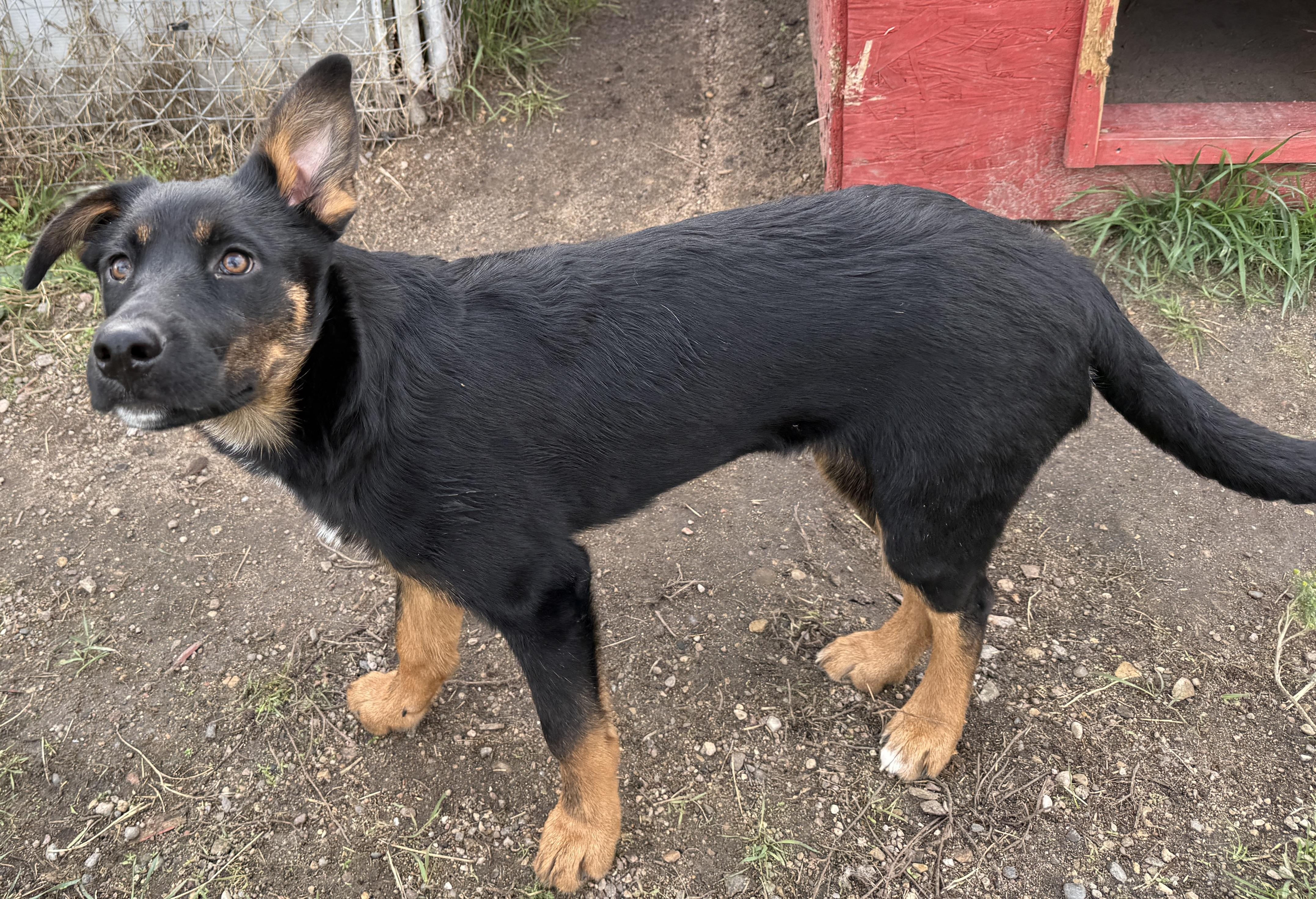 Ivy, an adoptable Shepherd in Meadow Lake, SK, S9X 1Y7 | Photo Image 3