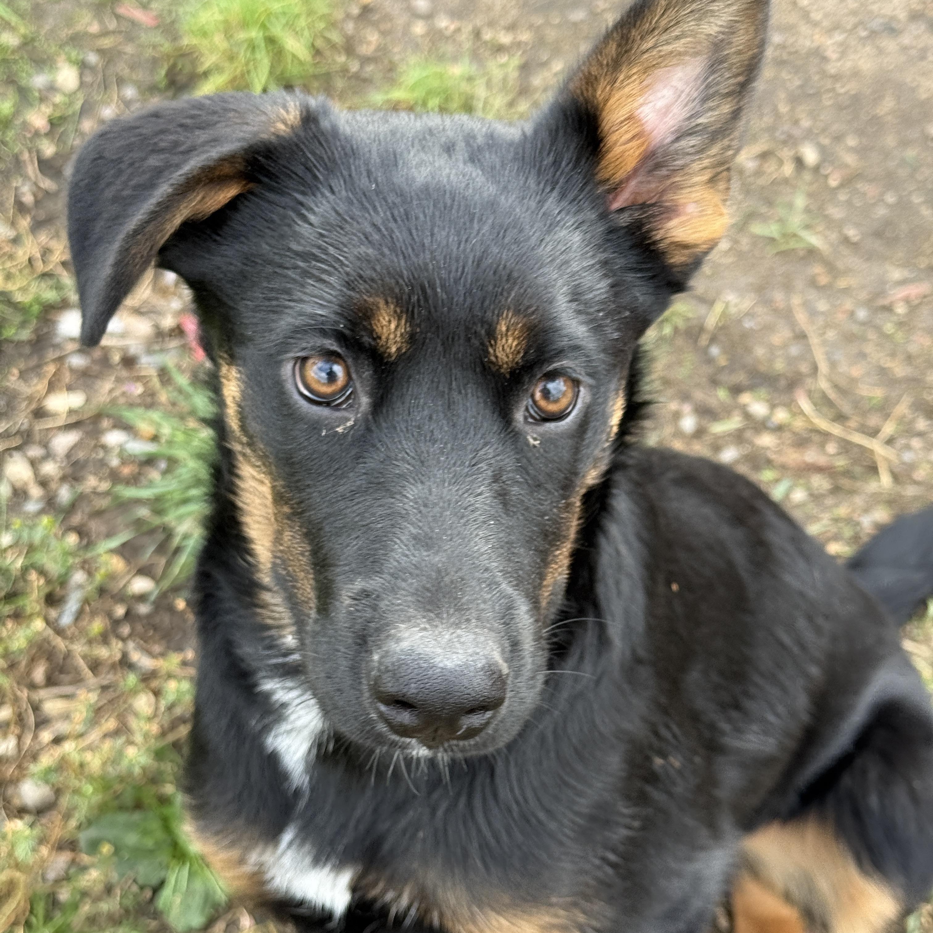 Ivy, an adoptable Shepherd in Meadow Lake, SK, S9X 1Y7 | Photo Image 1