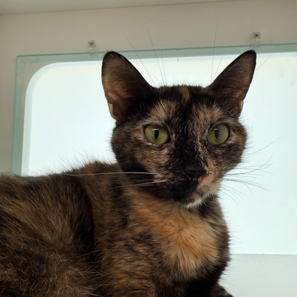 Jinx, Adoptable, Adult Female Domestic Short Hair.