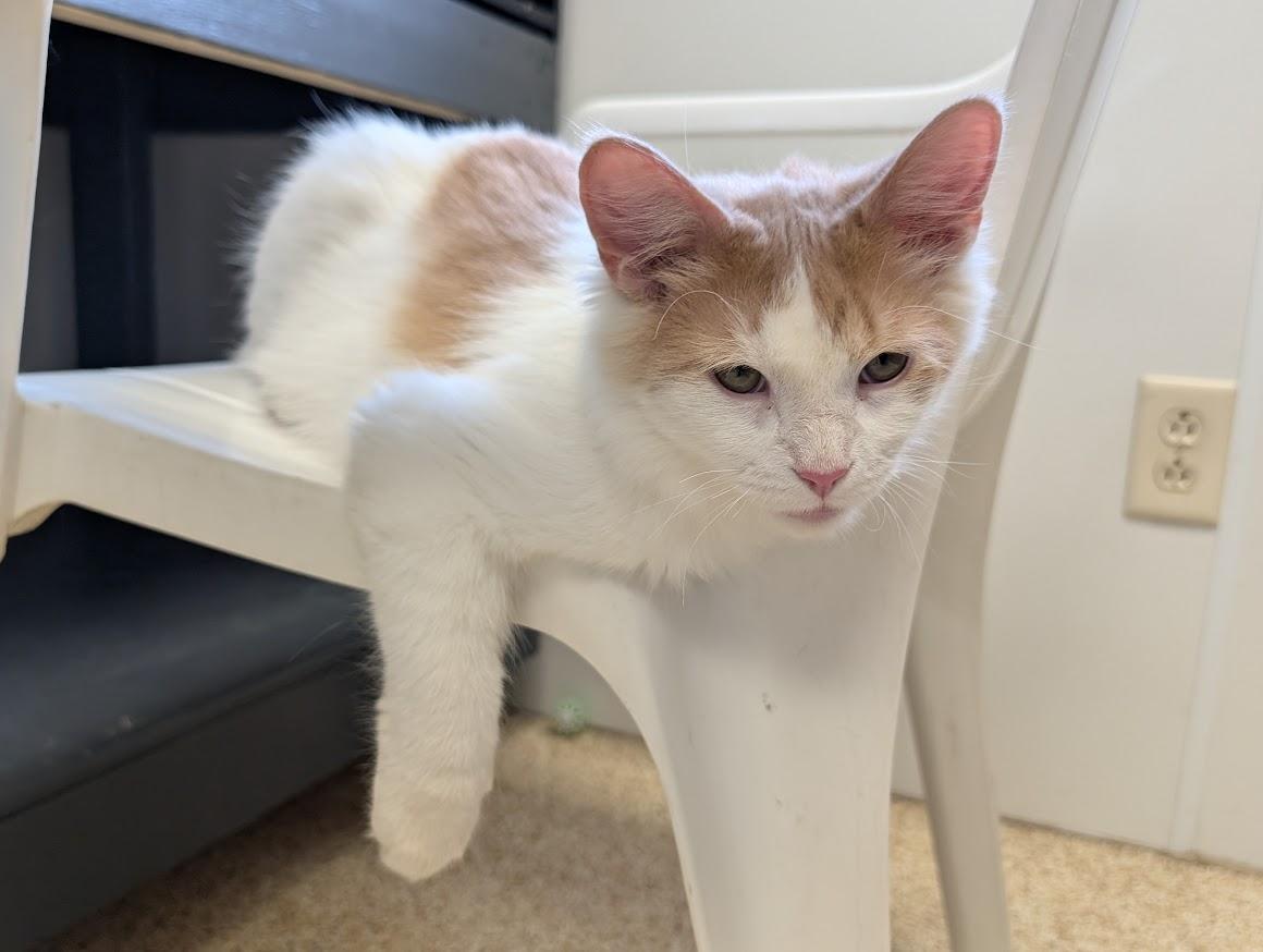 Enlarge Roswell, a Adoptable Domestic Long Hair in Waupun, WI image 2/4