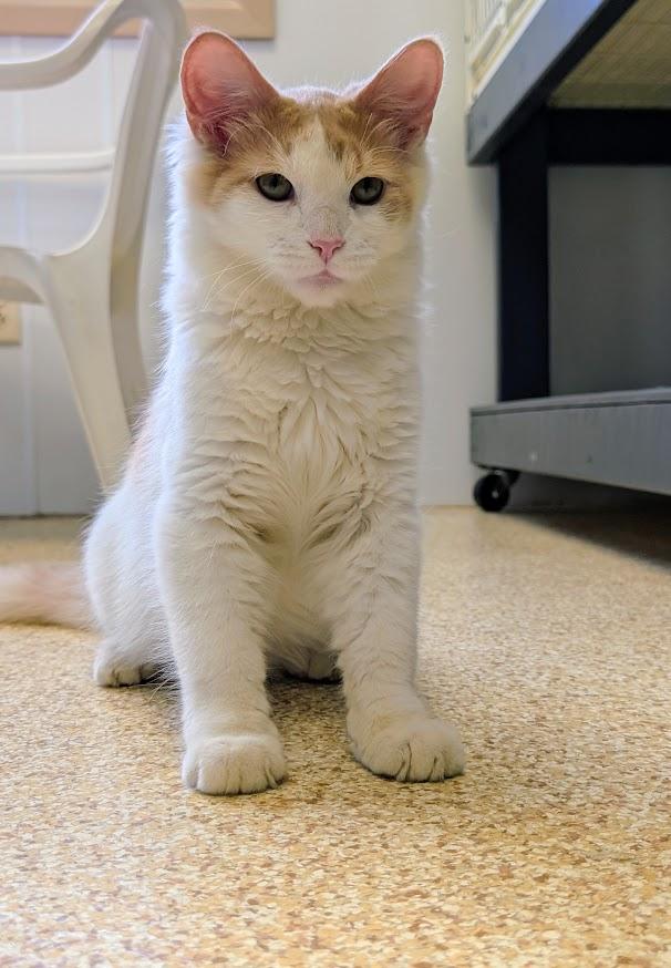 Roswell, Adoptable, Adult Male Domestic Long Hair.