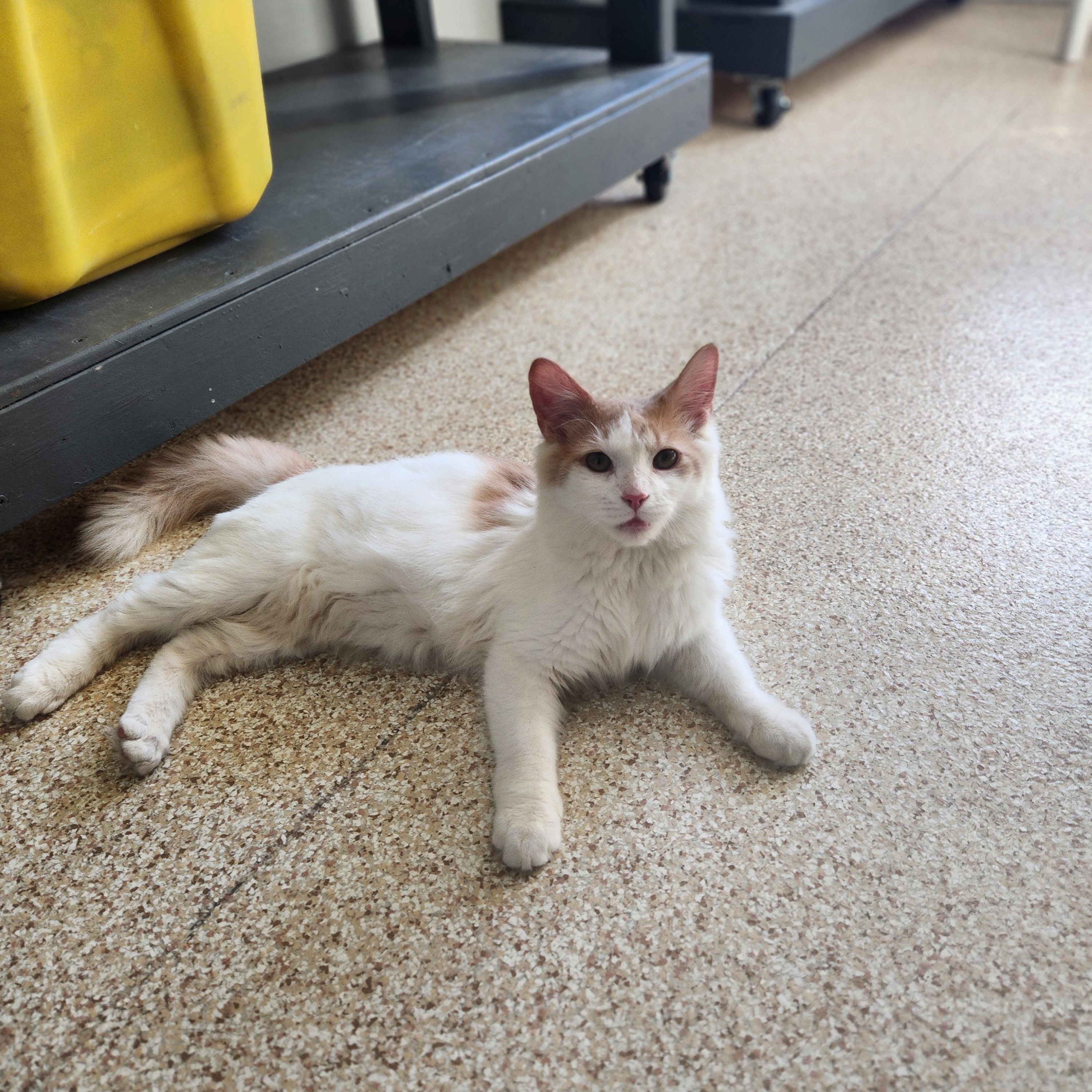 Enlarge Roswell, a Adoptable Domestic Long Hair in Waupun, WI image 4/4