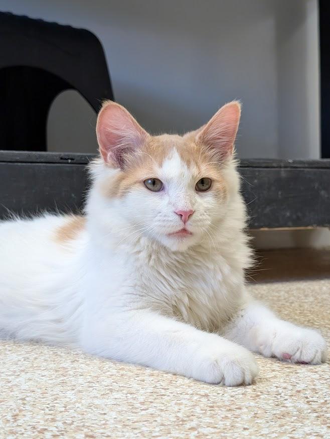 Enlarge Roswell, a Adoptable Domestic Long Hair in Waupun, WI image 3/4