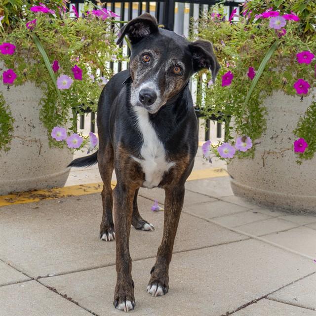 ZELDA, Adoptable, Adult Female Black and Tan Coonhound & Australian Cattle Dog / Blue Heeler.