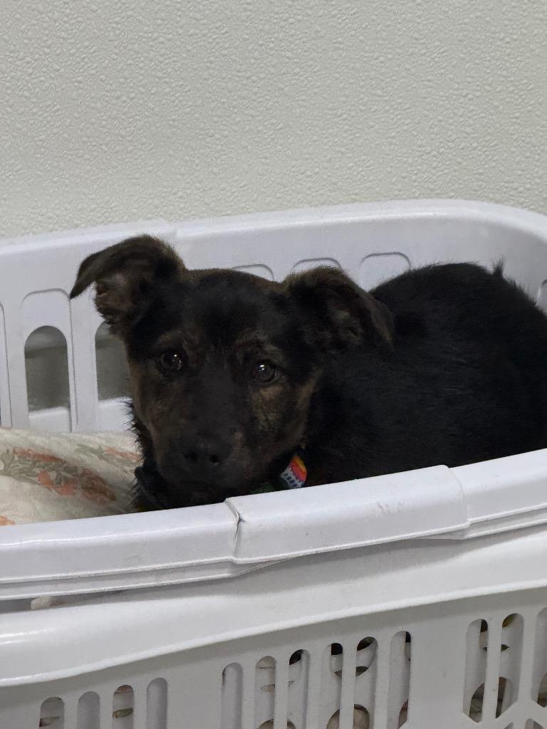 Brindie, a Adoptable mixed breed in Albion, NY image 1/3