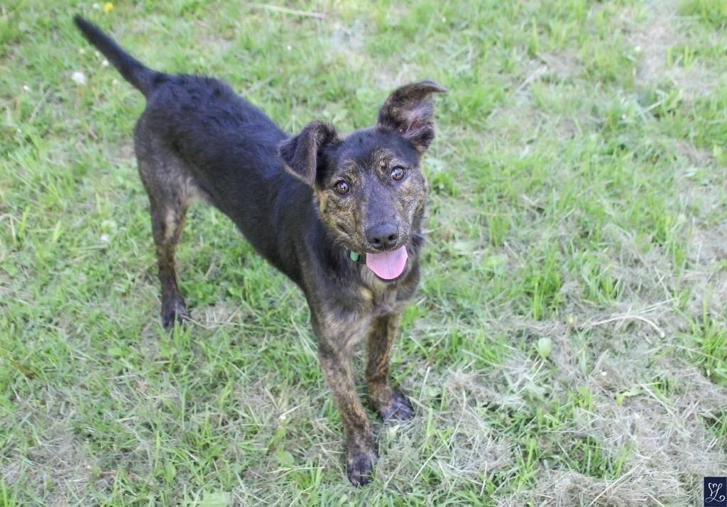 Brindie, a Adoptable mixed breed in Albion, NY image 2/3