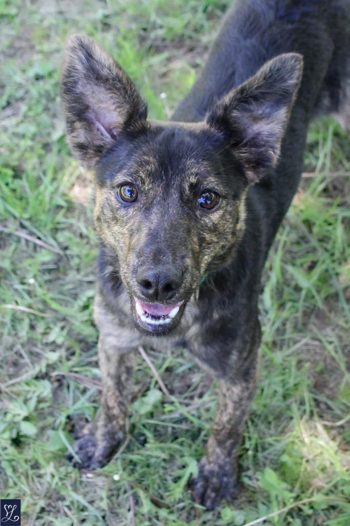 Brindie, a Adoptable mixed breed in Albion, NY image 3/3