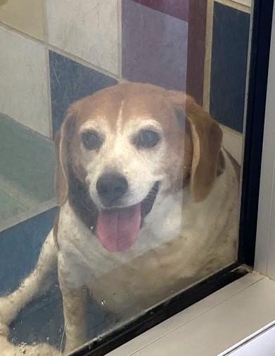 Polly A212693