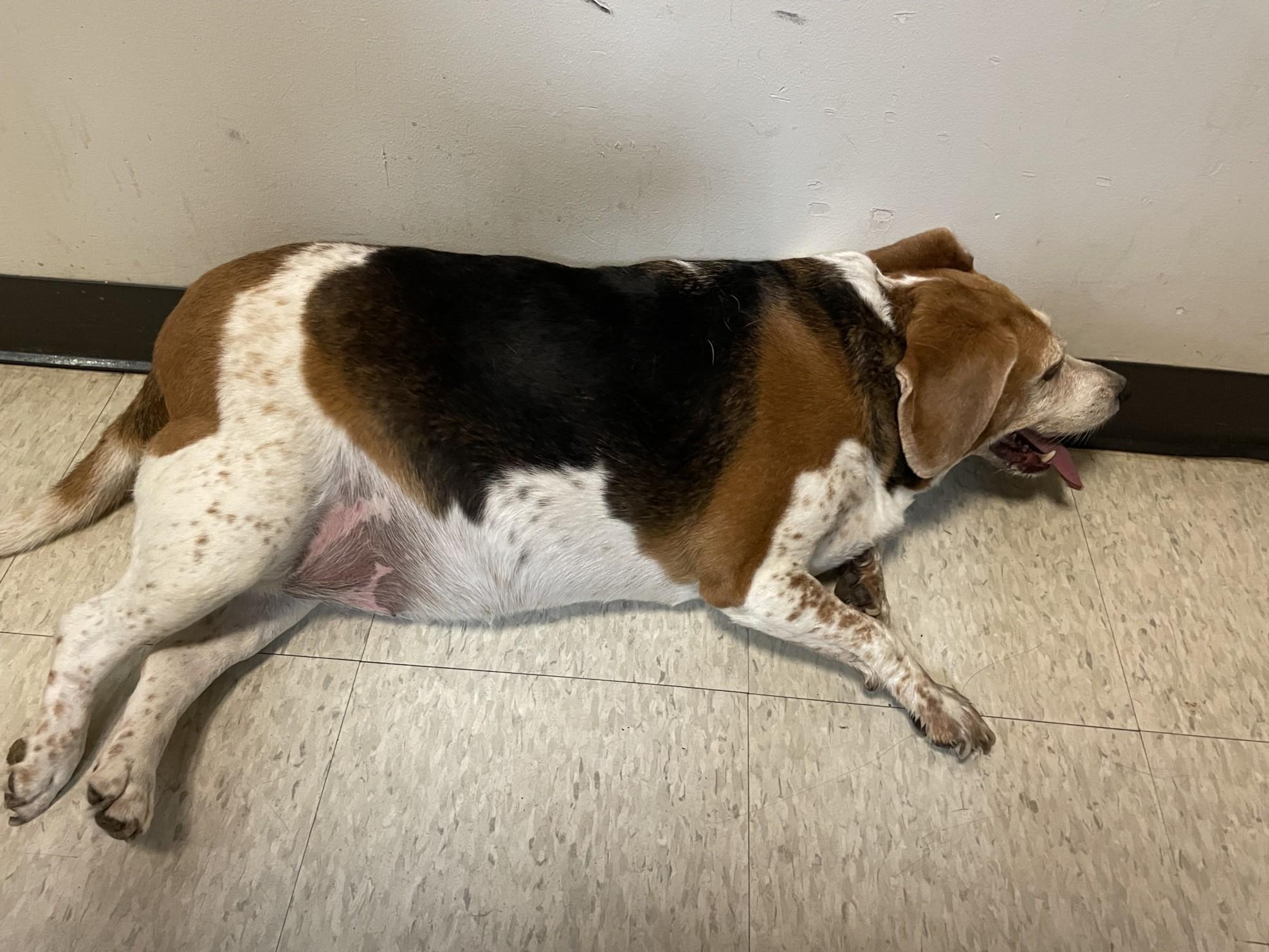 Polly A212693