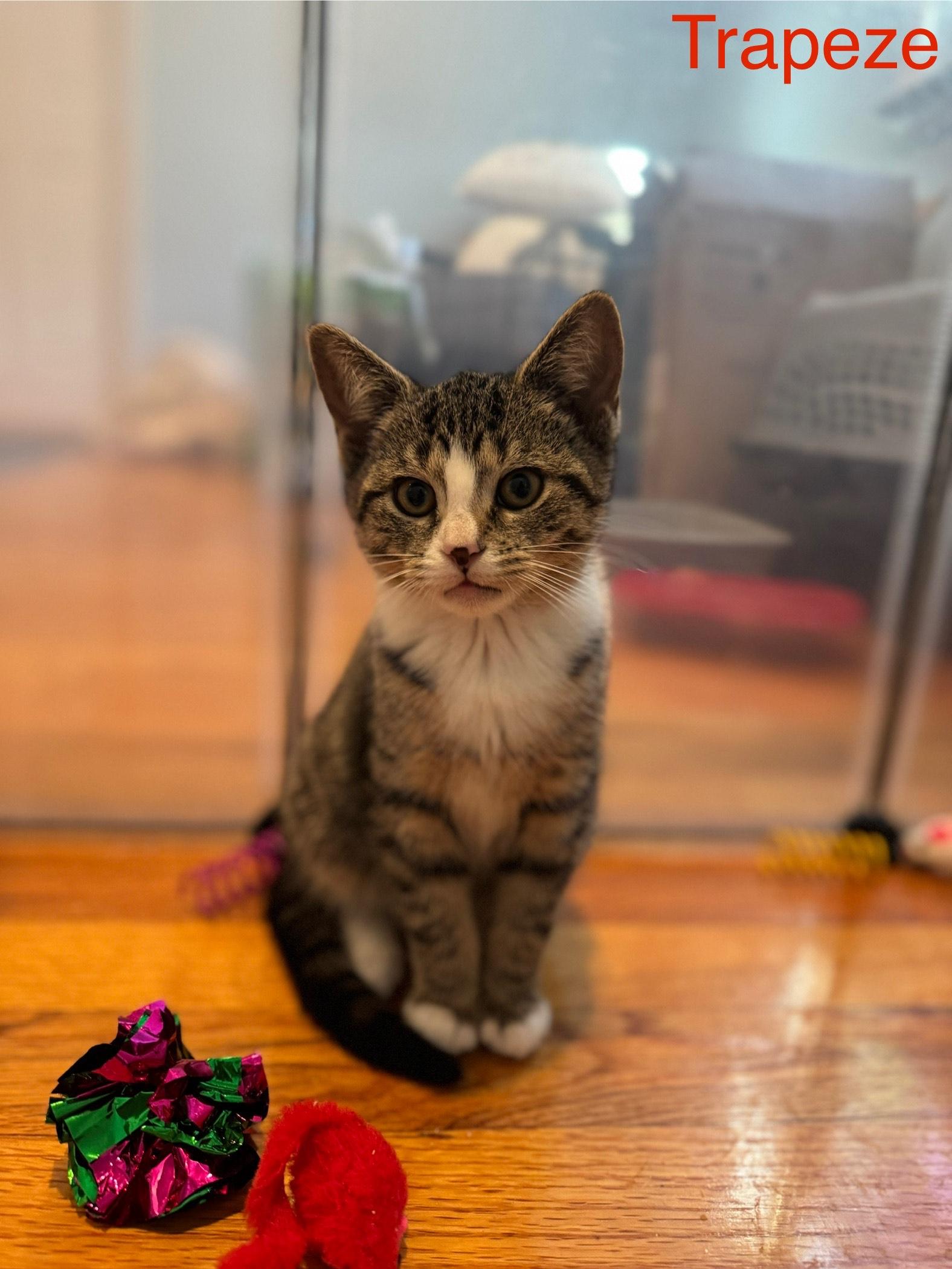 Trapeze - Circus Baby, adopted, Young Female Domestic Short Hair.