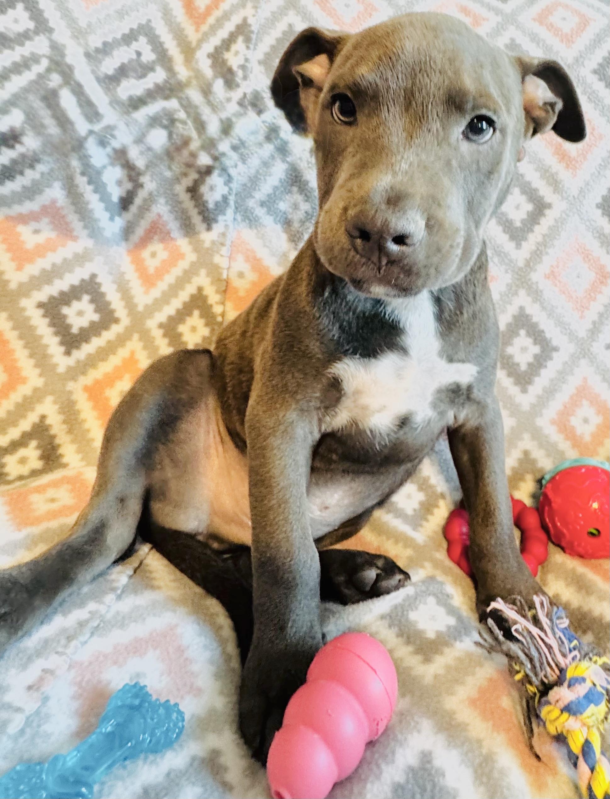 Mark, a Adopted mixed breed in Denver, CO image 3/5