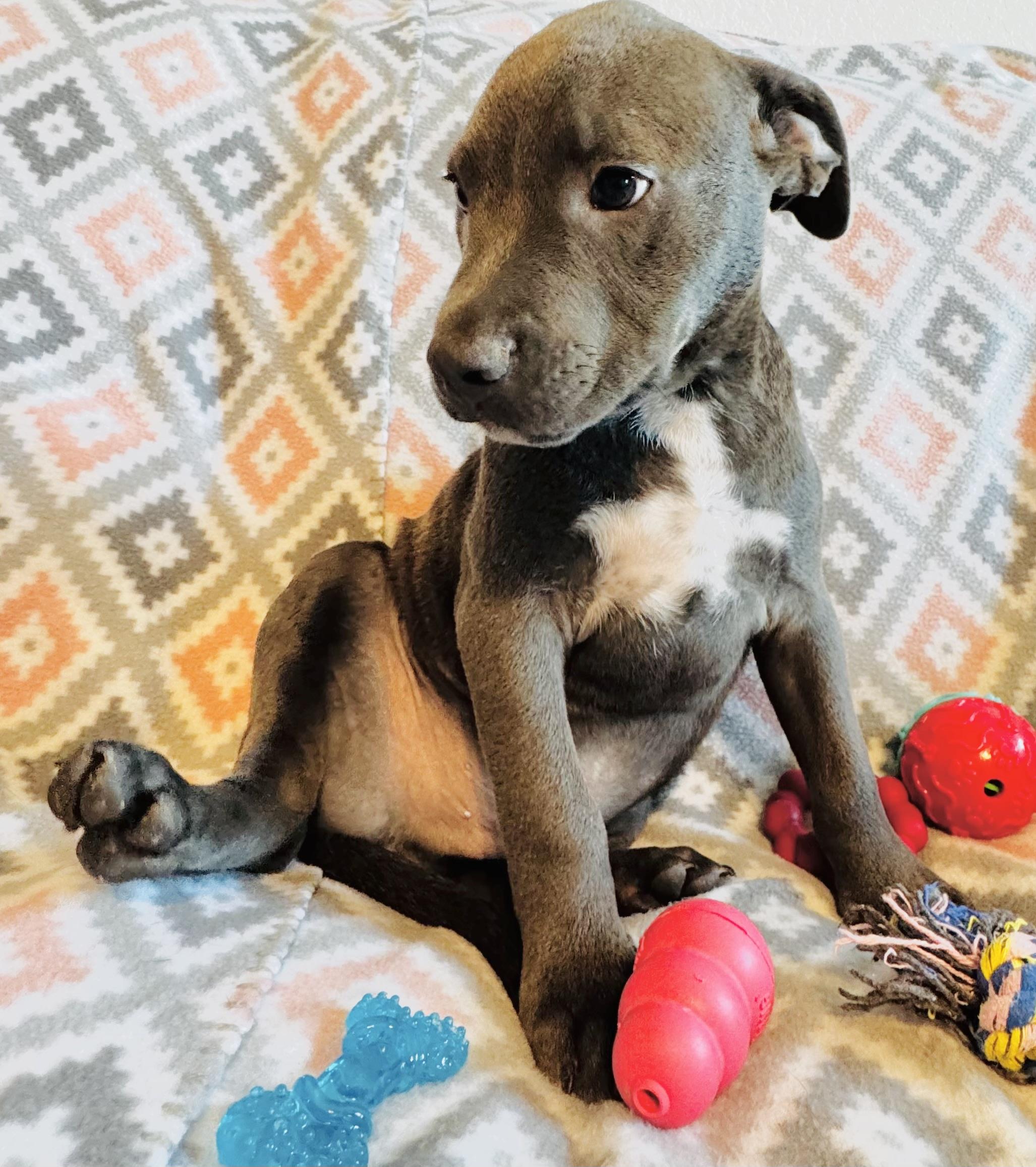 Mark, a Adopted mixed breed in Denver, CO image 4/5