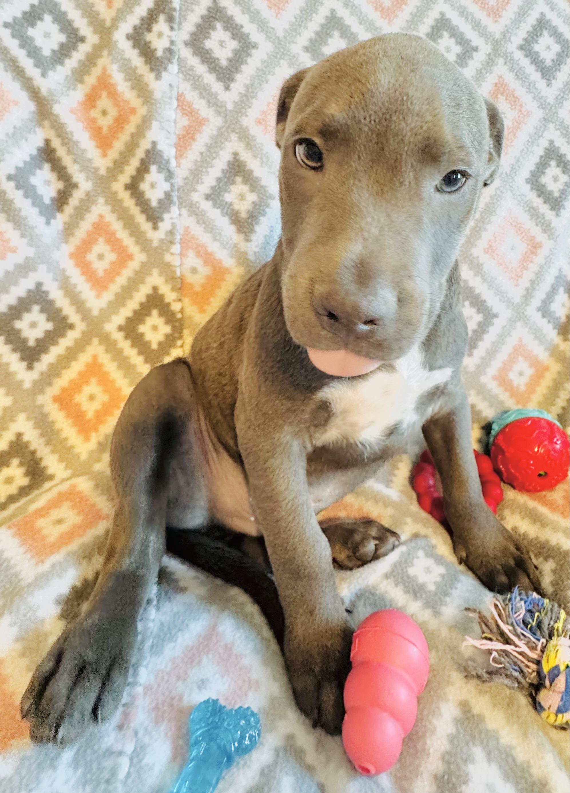 Mark, a Adopted mixed breed in Denver, CO image 5/5