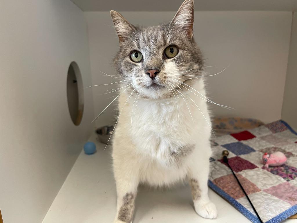 Puck, ADOPTABLE, Adult Male Domestic Short Hair.