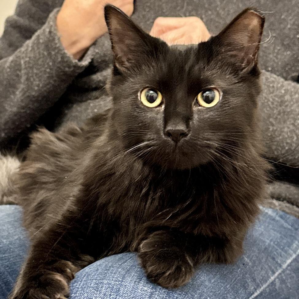 Vegemite, a Adoptable Domestic Long Hair in Richmond, VA image 2/5