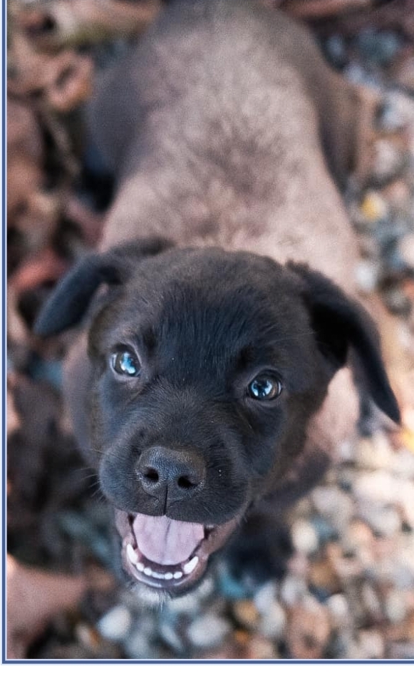 Q-Tip, an adopted Shepherd & Hound Mix in Kalamazoo, MI_image-1