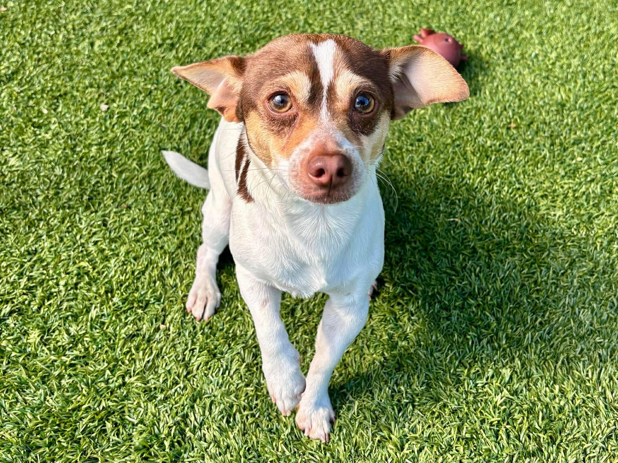 Enlarge Tug , an adopted Chihuahua in Elkhorn, WI image 3/3