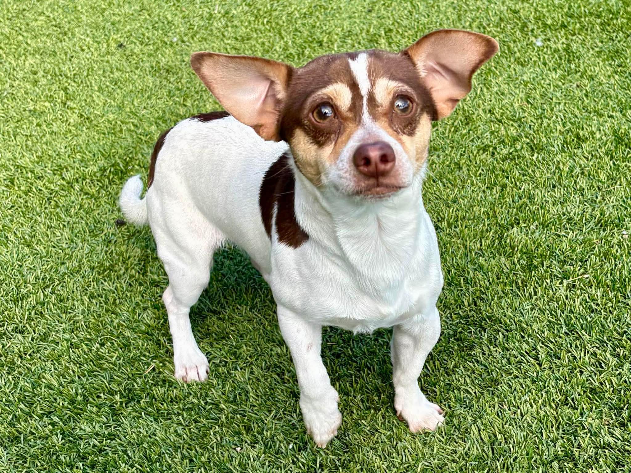 Enlarge Tug , an adopted Chihuahua in Elkhorn, WI image 1/3