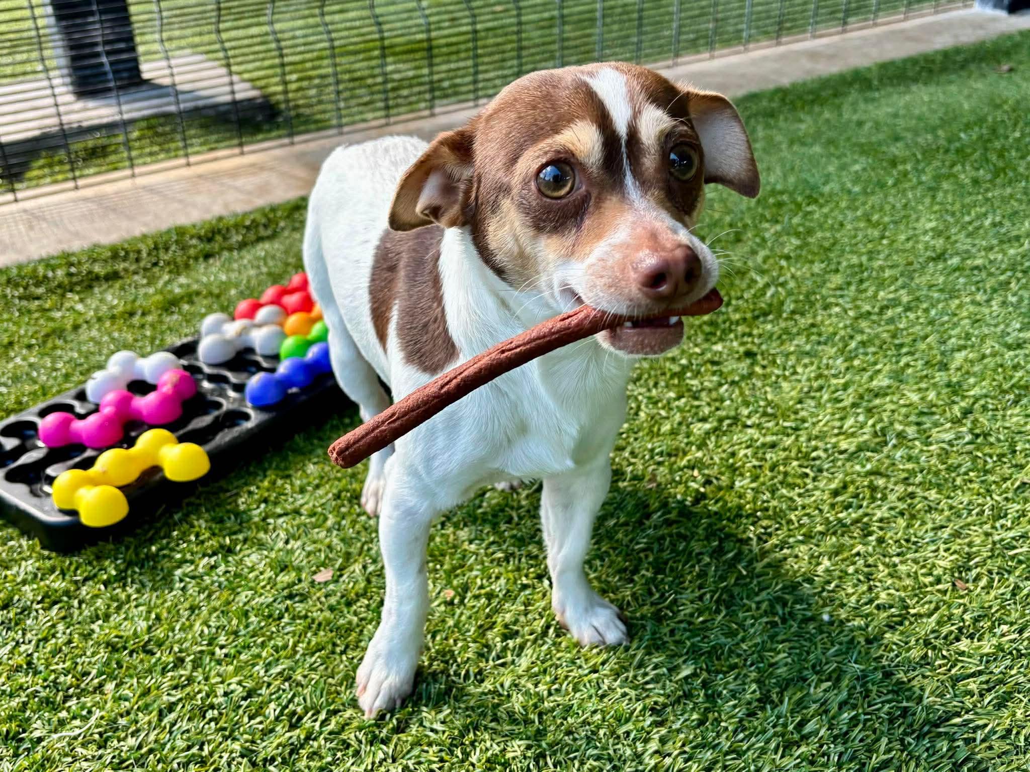 Enlarge Tug , an adopted Chihuahua in Elkhorn, WI image 2/3