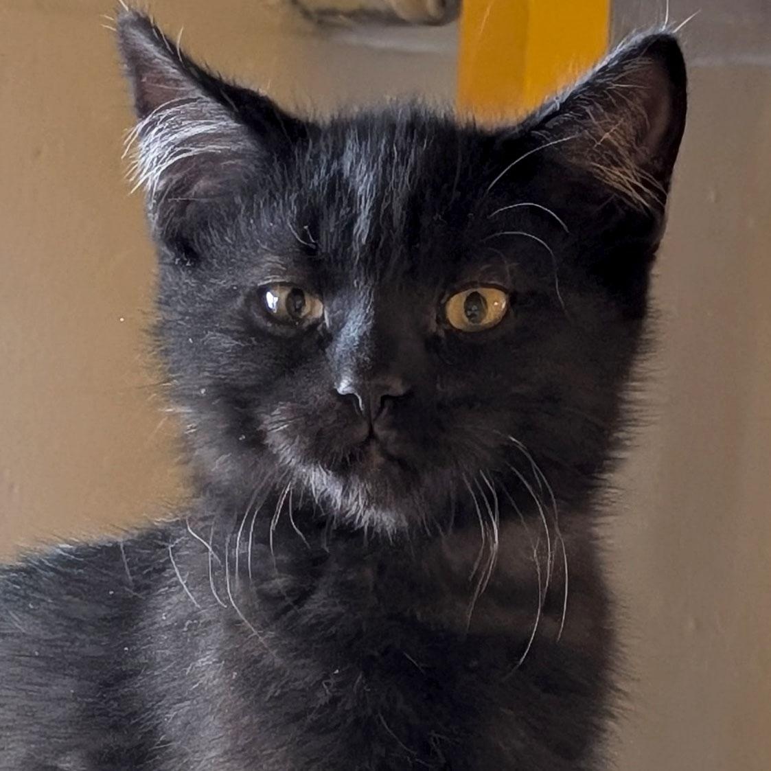 Gaston, Adoptable, Kitten Male Domestic Short Hair.
