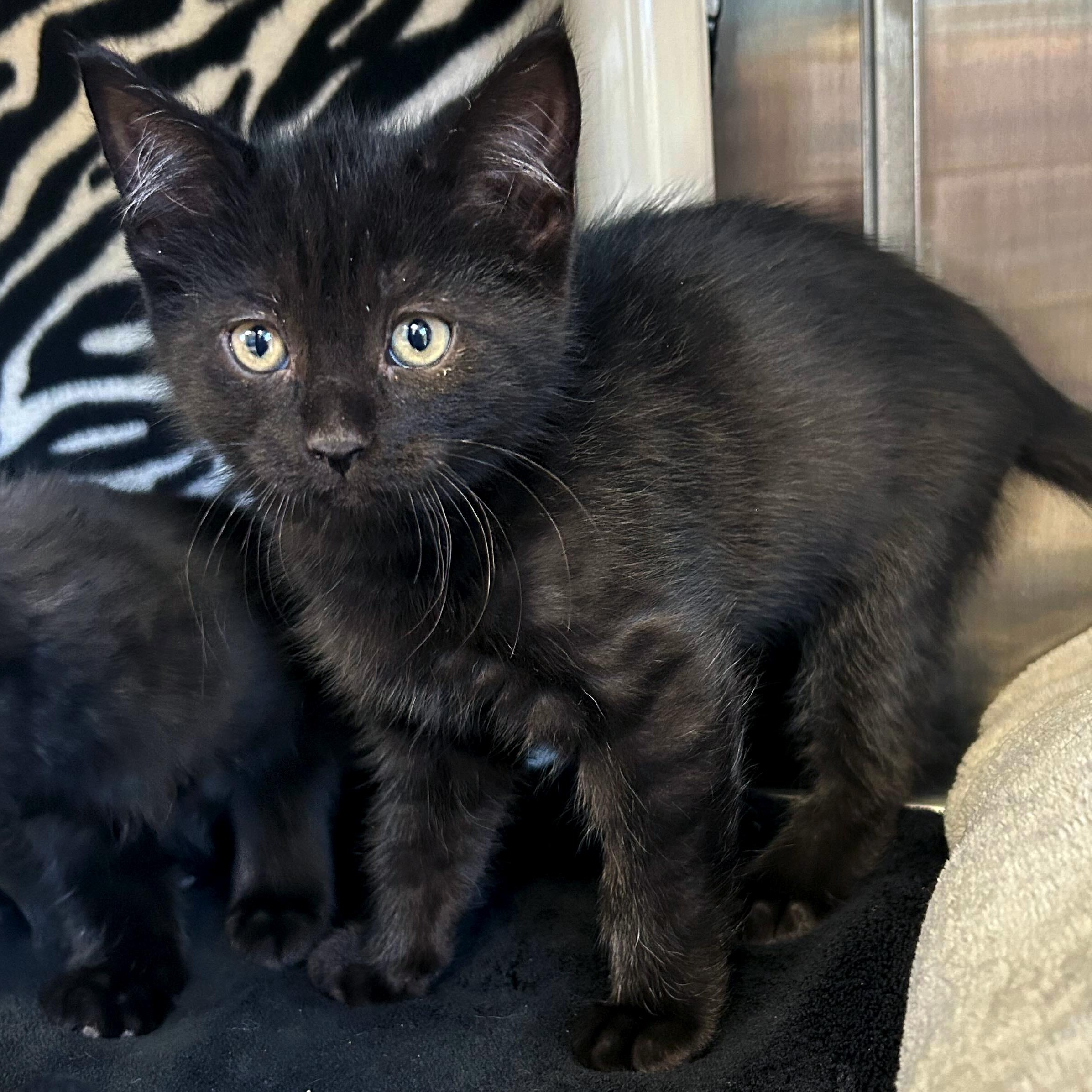 Gaston, a Adoptable Domestic Short Hair in Jefferson, WI image 2/2