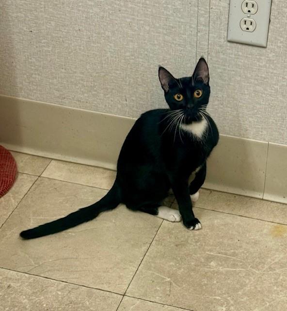 Cici, a Adoptable Domestic Short Hair in Parsippany, NJ image 1/2