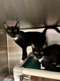 Cici, Adoptable, Adult Female Domestic Short Hair.